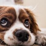 Cats and Dogs Don't Interbreed, But Other Species Do