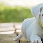 Tail Docking Causes Communication Challenges and Pain