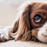 Gastropexy Prevents Dog's Stomach From Twisting