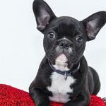 Don't Feed Thanksgiving Leftovers to Pets