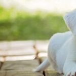 Dog's Red Eye Needs Immediate Care