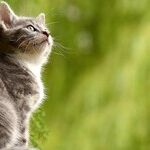 Painful Tooth Resorption Common in Cats