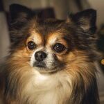 New Year's Resolutions Help Pets Live Longer, Healthier Lives