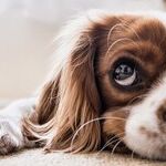 Dog Saliva Is Not Antiseptic