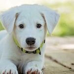 Small Dogs Live Longer Than Large Dogs