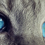 Senior Cats Don't Require Senior Cat Food