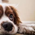 Hyperthyroidism Common in Older Cats