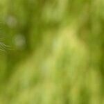 Don't Use Dog Flea Prevention on Cat