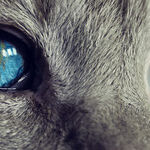 Cats' Tails Tell Tales