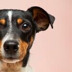 Puppy's Hernia Needs Surgical Repair