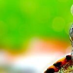Pet Turtles Carry Salmonella
