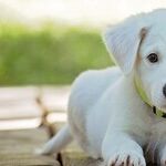 More Bacteria on Human Beard Than Dog Fur