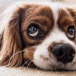 Lyme Disease Is Infecting More Dogs and Spreading to New Areas
