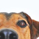 Present Creative Gift to Animal Lover