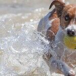 Don't Let Dogs Chew Bones or Tennis Balls