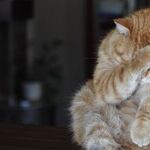 Many Ways To Get Medications Into Cats