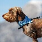 Retractable Leashes Risky for Dogs and People