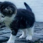 Cats Require Meat-Based Diets