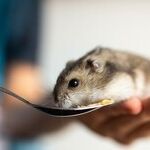 Hamsters Prefer Large Metal Exercise Wheels