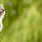 Cat's Lymphoma Not Contagious