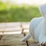 Many Reasons Dogs Prefer Certain People