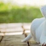 Shelter Cat Less Expensive Than 'Free' Cat