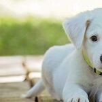 Help Elderly Parent With Pet