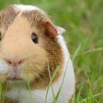 Guinea Pigs Need Vitamin C in Diet