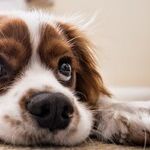 Canine Influenza Very Contagious