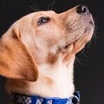 Common Disease in Senior Dogs Makes Breathing Difficult