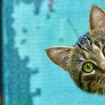 Veterinary Homeopathy Worse Than Ineffective