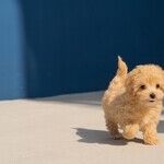 When Adopting, Match Dog to Your Activity Level