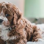 Secondhand Vaping Harmful to Pets