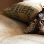 Mouse Poisons Kill Pets and Wildlife