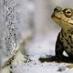 Toads Release Toxins That Harm Pets