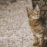 Ear-Tipped Cat Already Sterilized