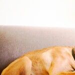 Sterilized Dogs Live Longer