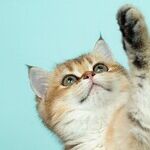 Cats With Extra Toes Nicknamed 'Hemingway Cats'
