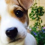 Skunk Remedies Safe for Puppy