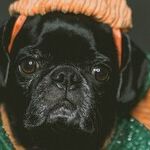 Halloween Candy Scary for Pets