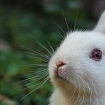 Leave Wild Baby Bunnies Alone