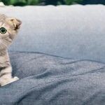 Secondhand Smoke Causes Cancer in Cats