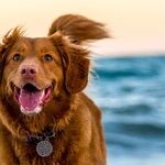 Don't Let Dog Swim in Green Water