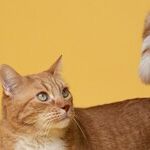 Arthritis Treatment Safe for Cats With Kidney Disease