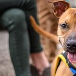Reward-Based Training More Effective and Humane Than Aversive Training