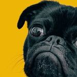 Paintballs Toxic to Dogs