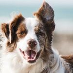 Vaccines Safe for Senior Dogs