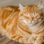 Spay Cat to Prevent Surprise Pregnancy, Uterine Infection and Mammary Cancer