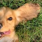 Canine Bladder Cancer Associated With Herbicides and Pesticides