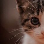 Pet Food Processed for Complete, Balanced Nutrition